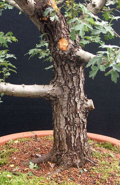 hawthorn before uro